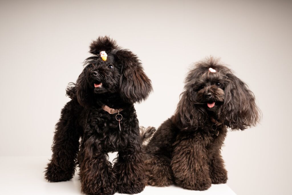 Poodle Beauty e Chanel