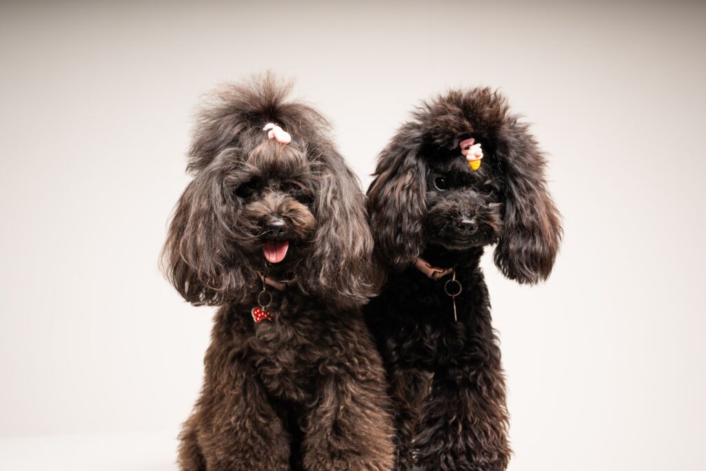 Poodle Beauty e Chanel