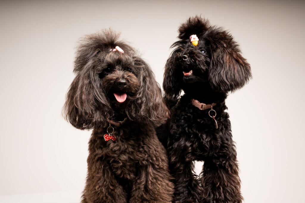 Poodle Beauty e Chanel