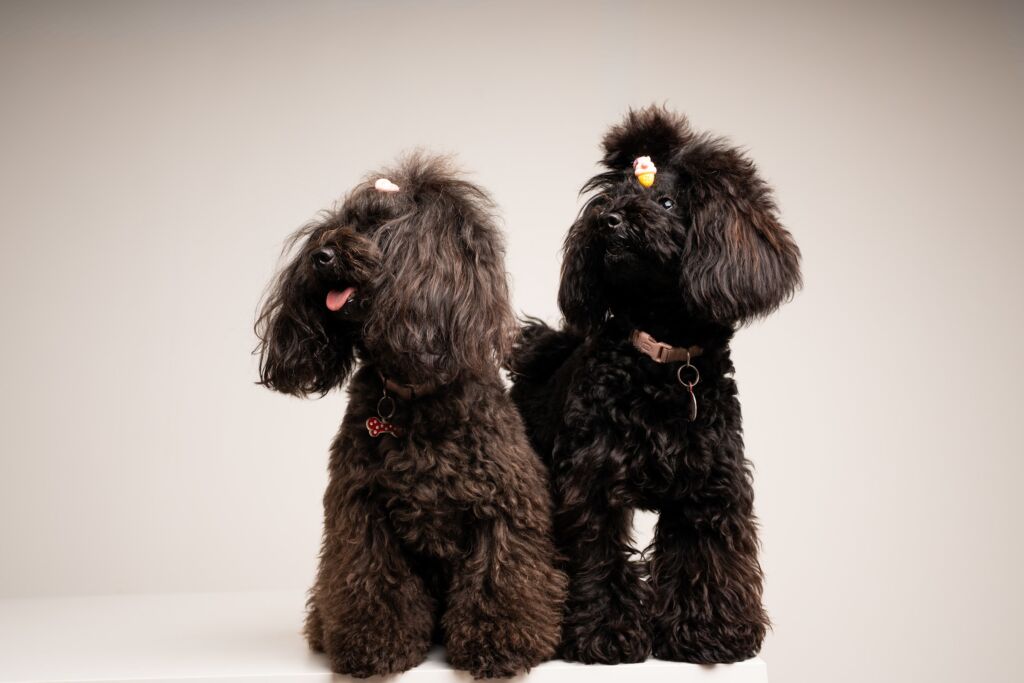 Poodle Beauty e Chanel