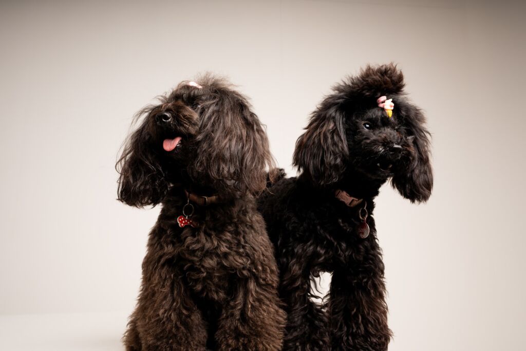Poodle Beauty e Chanel
