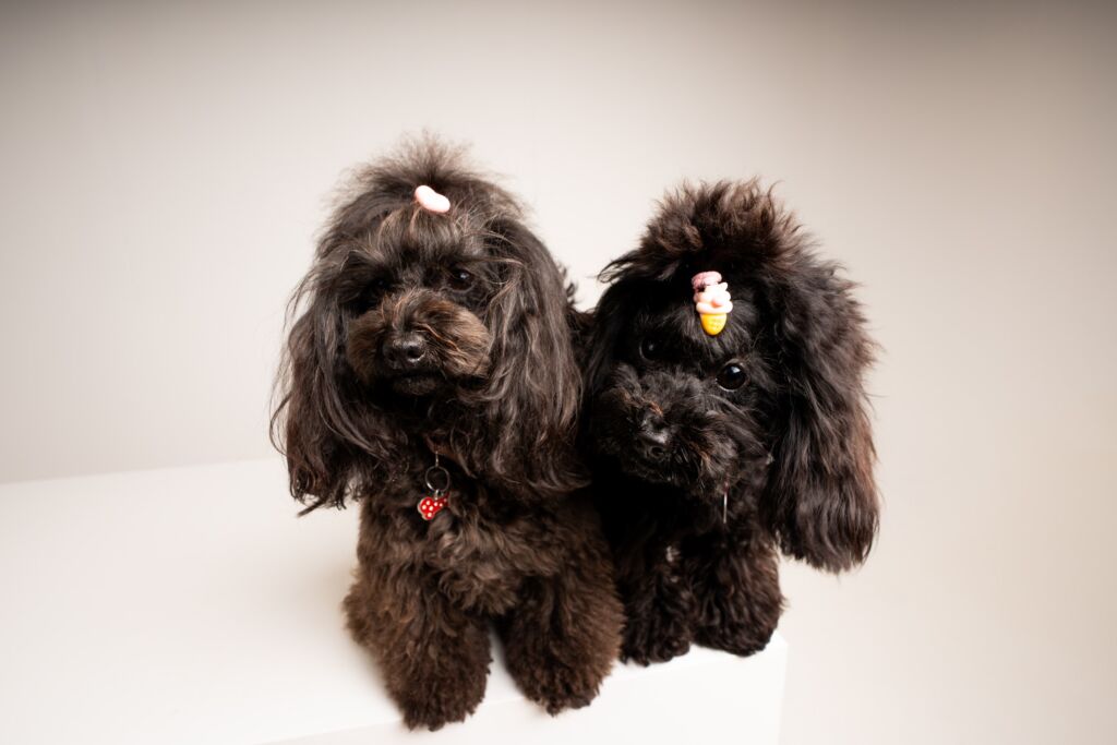 Poodle Beauty e Chanel