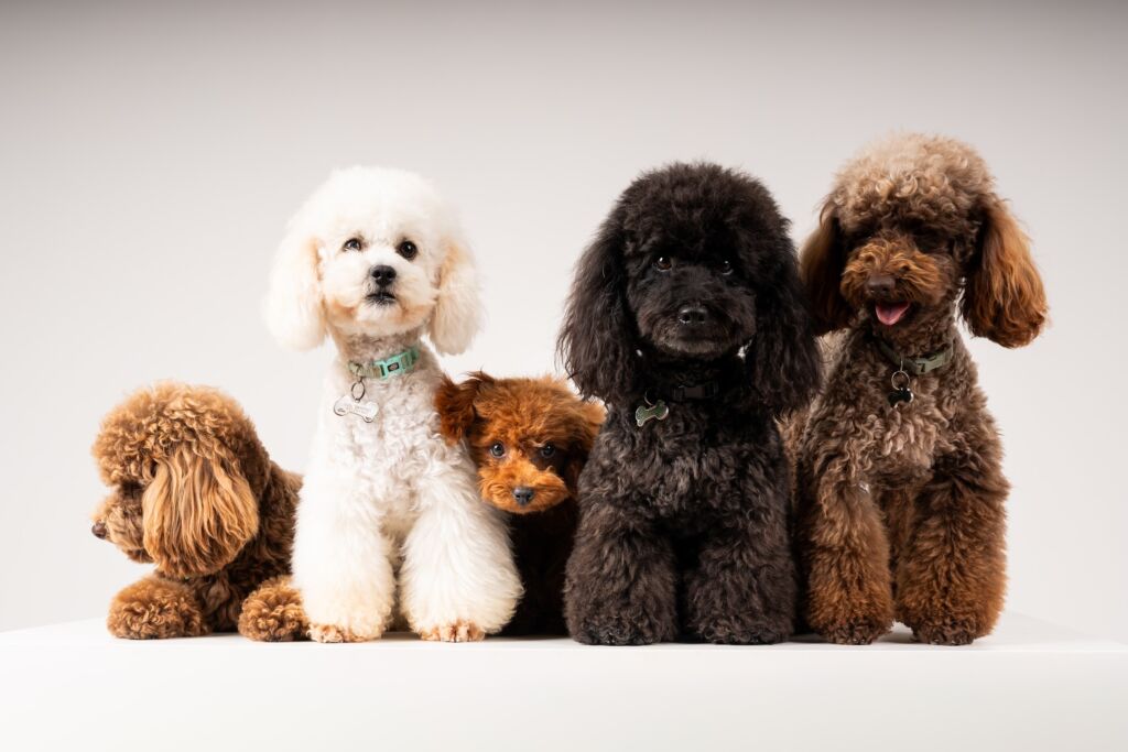 Poodle Black e Meek e Monty e Schoggi e Tofu