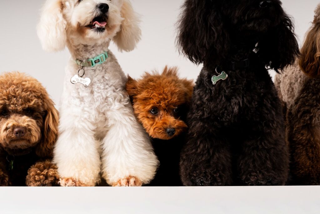 Poodle Black e Meek e Monty e Schoggi e Tofu