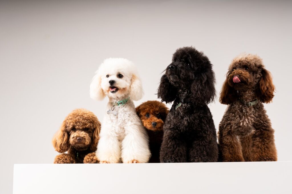 Poodle Black e Meek e Monty e Schoggi e Tofu