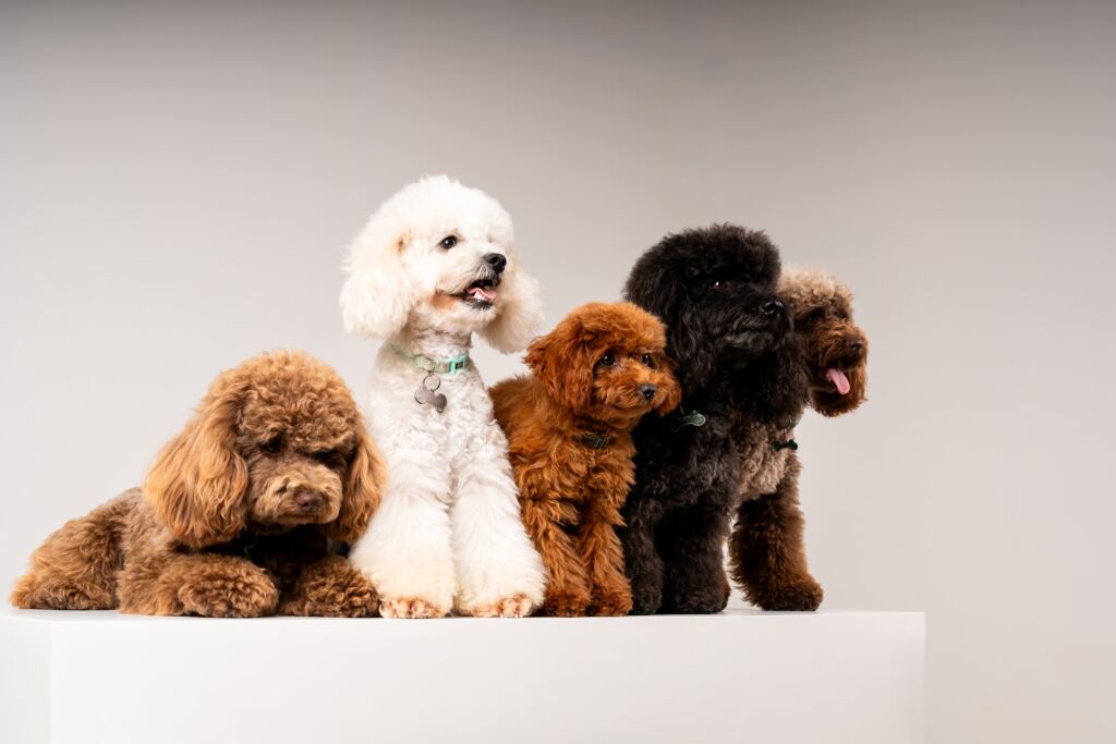 Poodle Black e Meek e Monty e Schoggi e Tofu