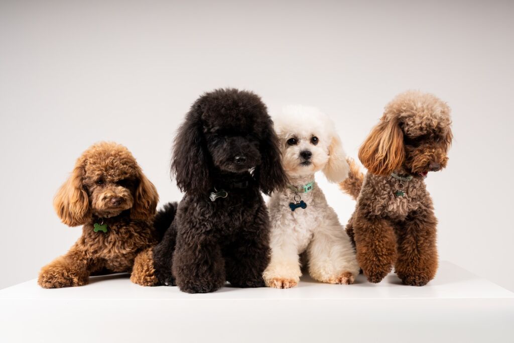 Poodle Black e Meek e Schoggi e Tofu