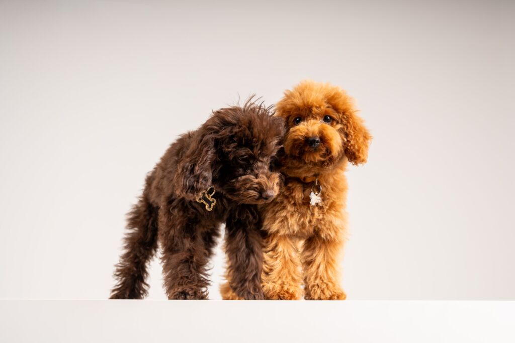 Poodle Charity e Cherry