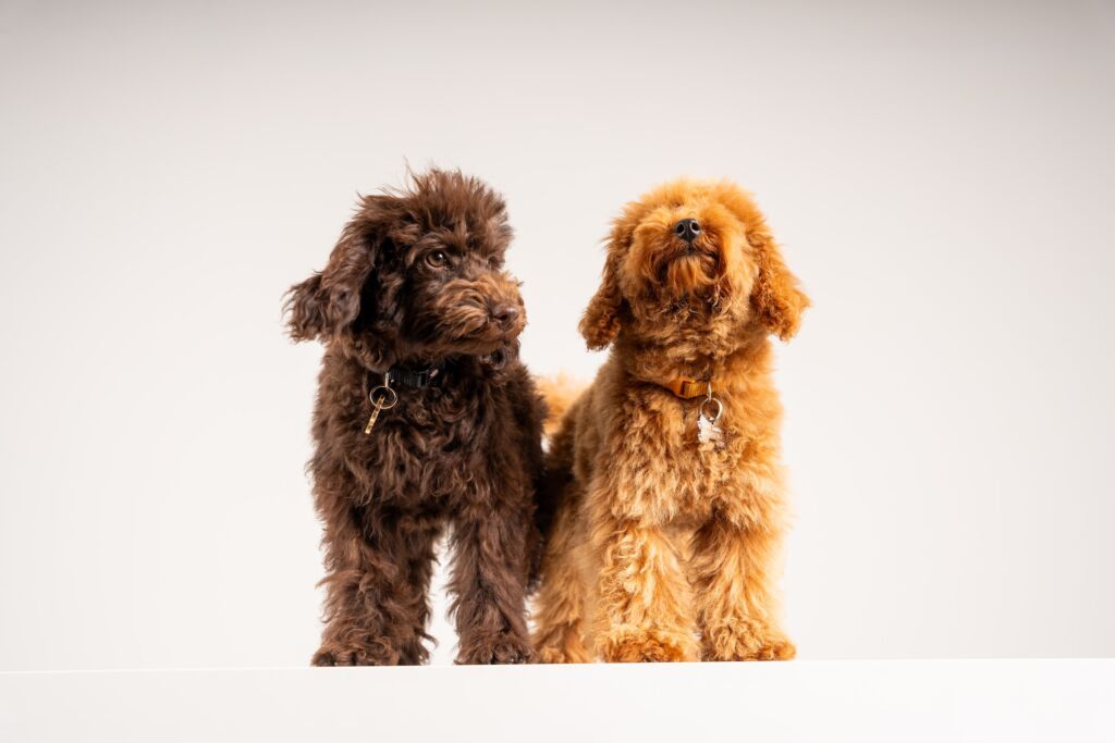 Poodle Charity e Cherry