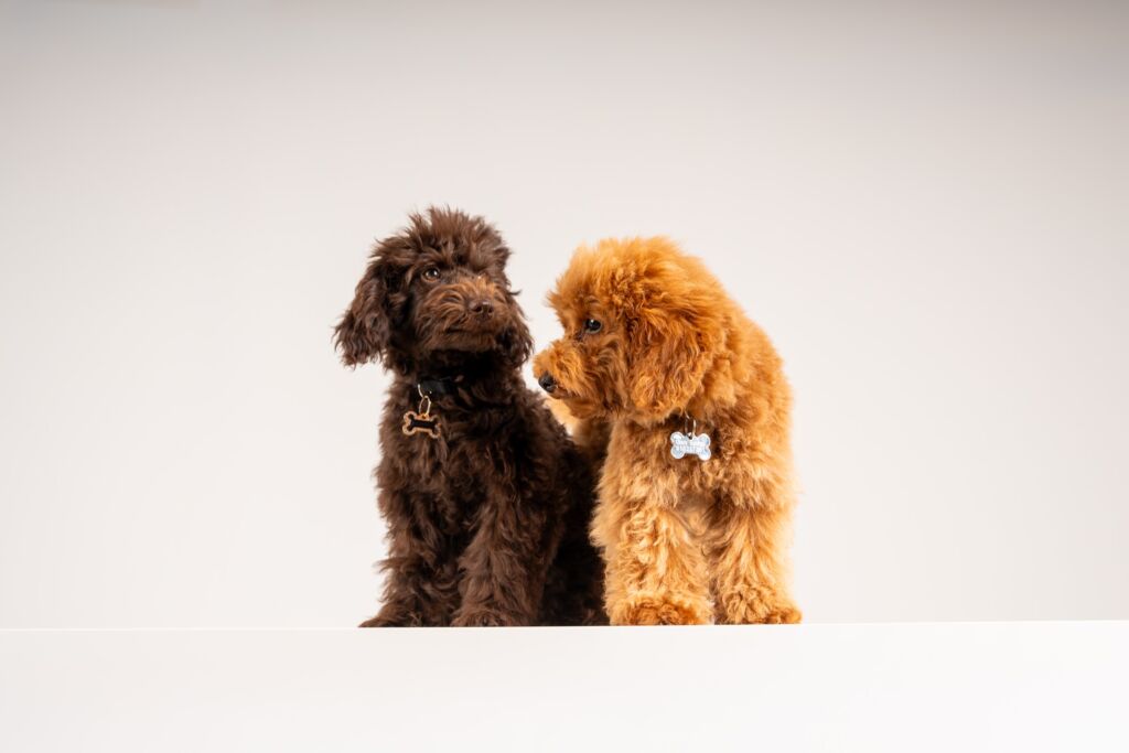 Poodle Charity e Cherry