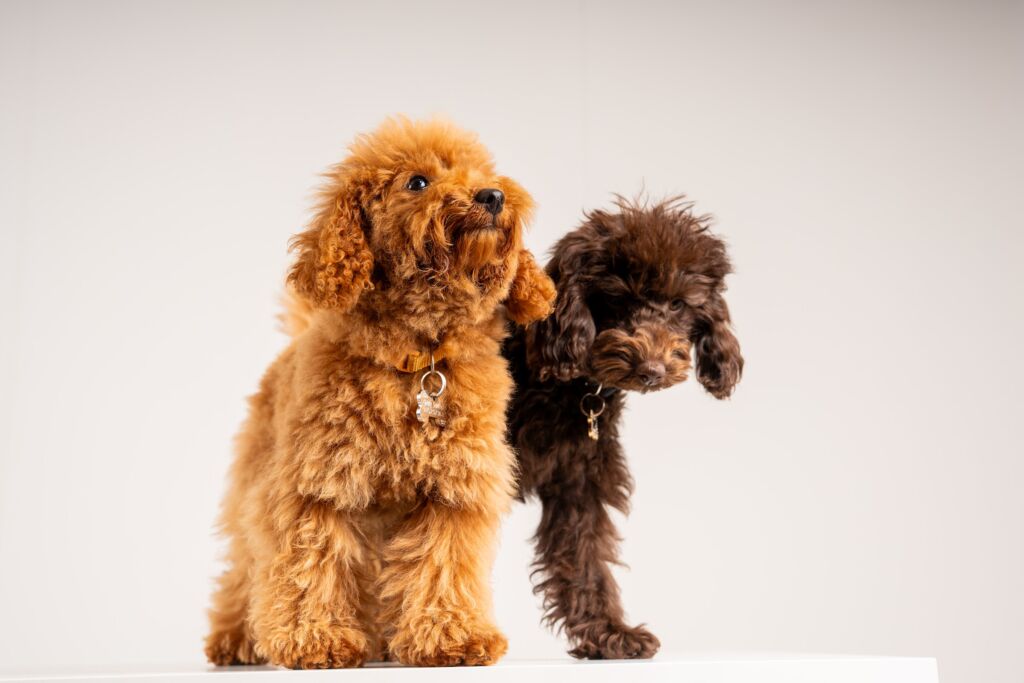 Poodle Charity e Cherry