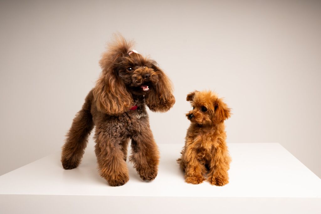 Poodle Eden e Minnie