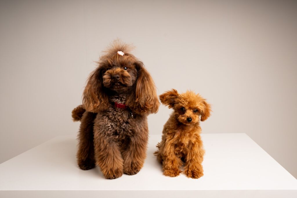 Poodle Eden e Minnie