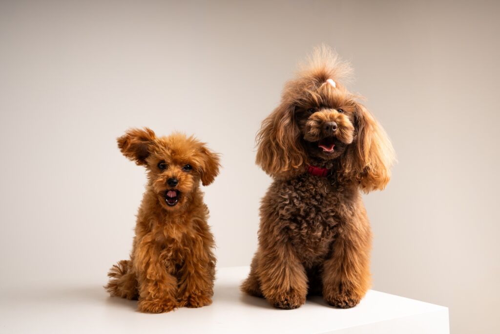 Poodle Eden e Minnie