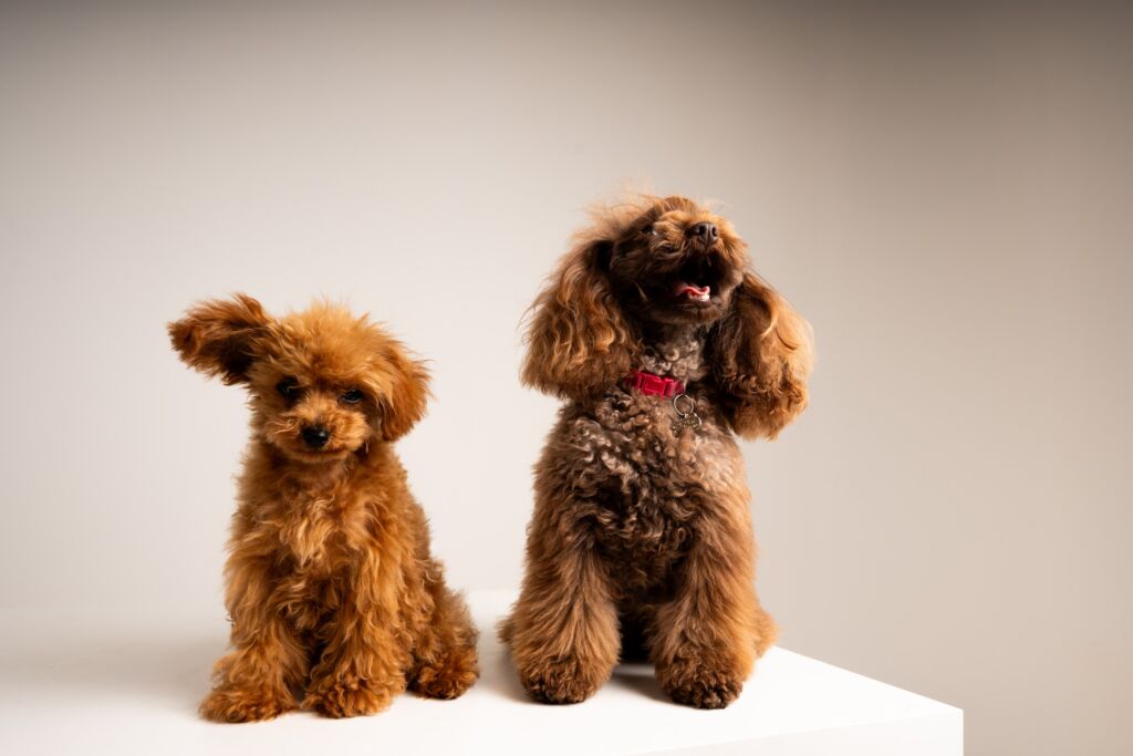 Poodle Eden e Minnie