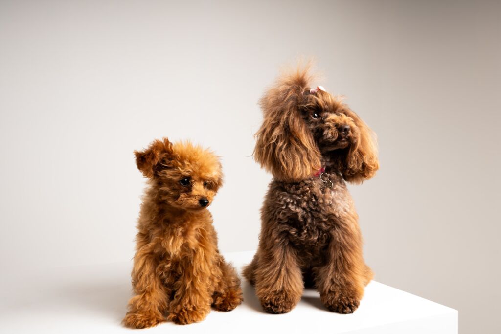 Poodle Eden e Minnie