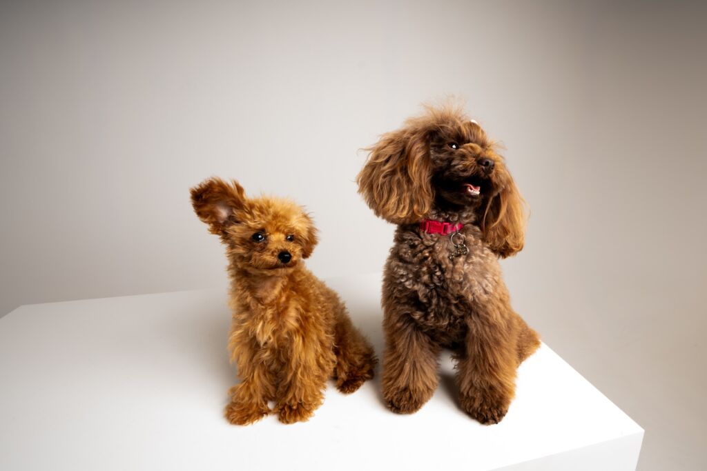 Poodle Eden e Minnie