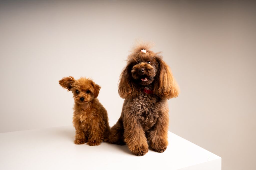 Poodle Eden e Minnie