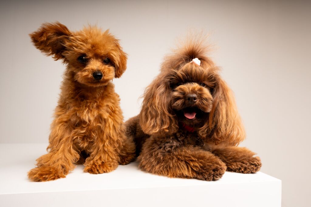 Poodle Eden e Minnie