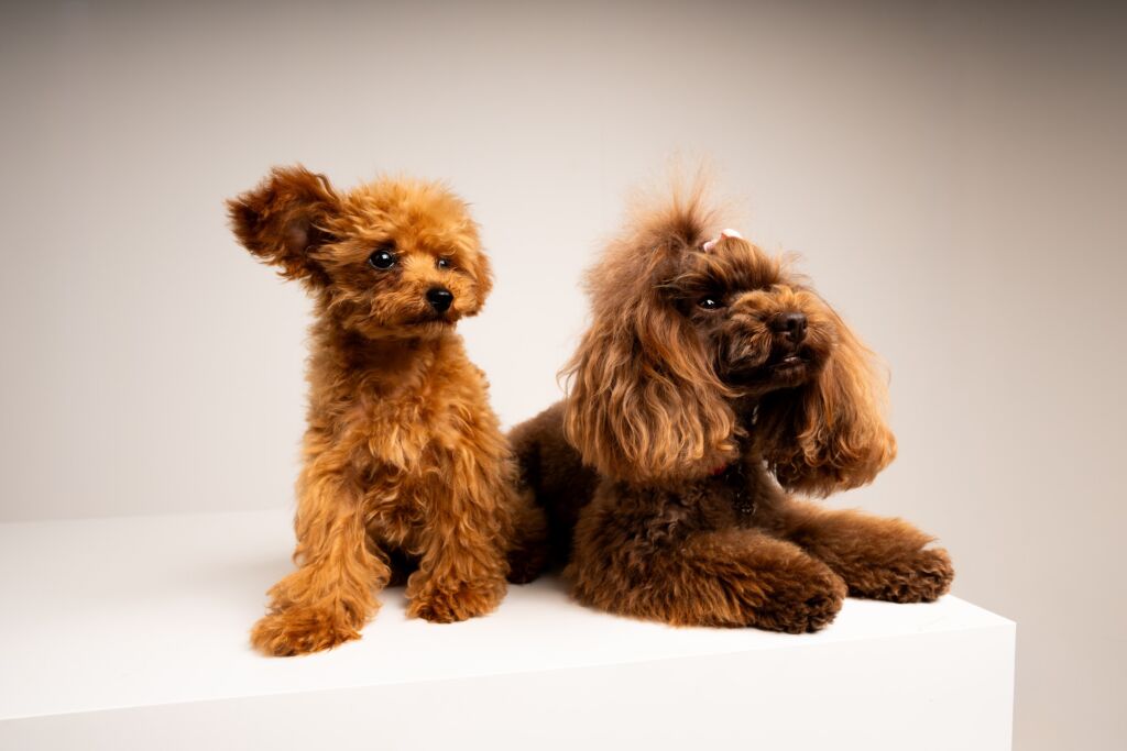 Poodle Eden e Minnie