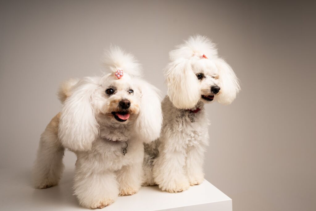 Poodle Grace e Lady