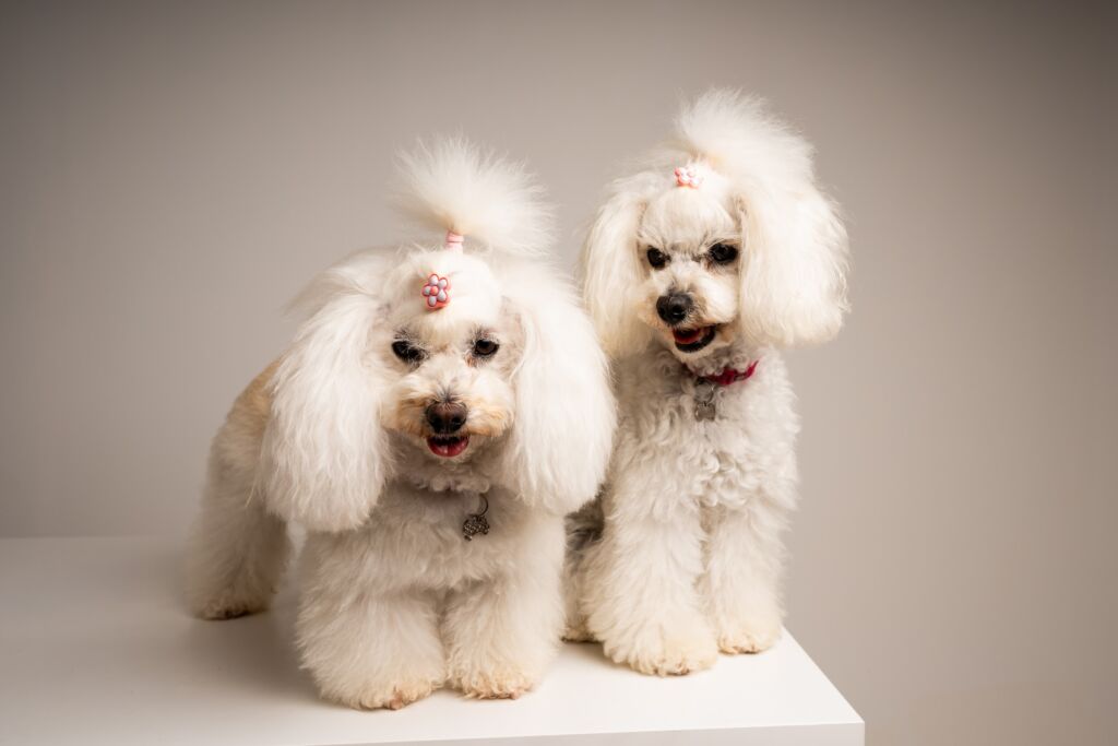 Poodle Grace e Lady