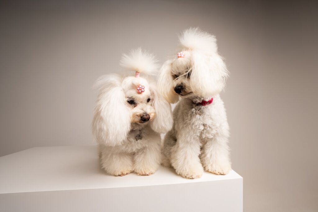 Poodle Grace e Lady