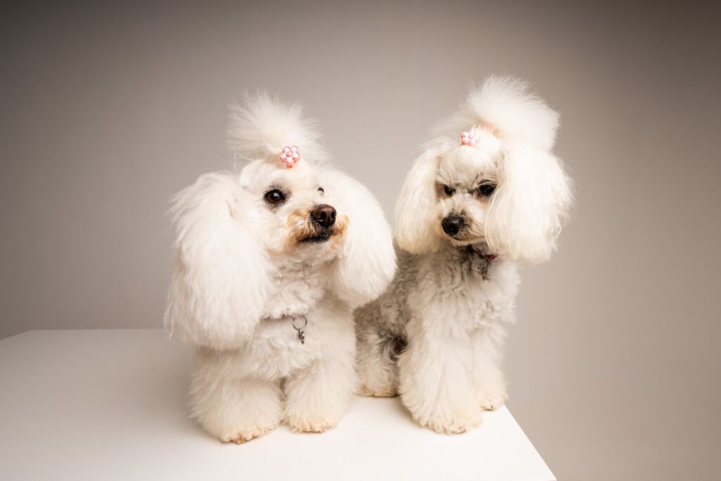 Poodle Grace e Lady