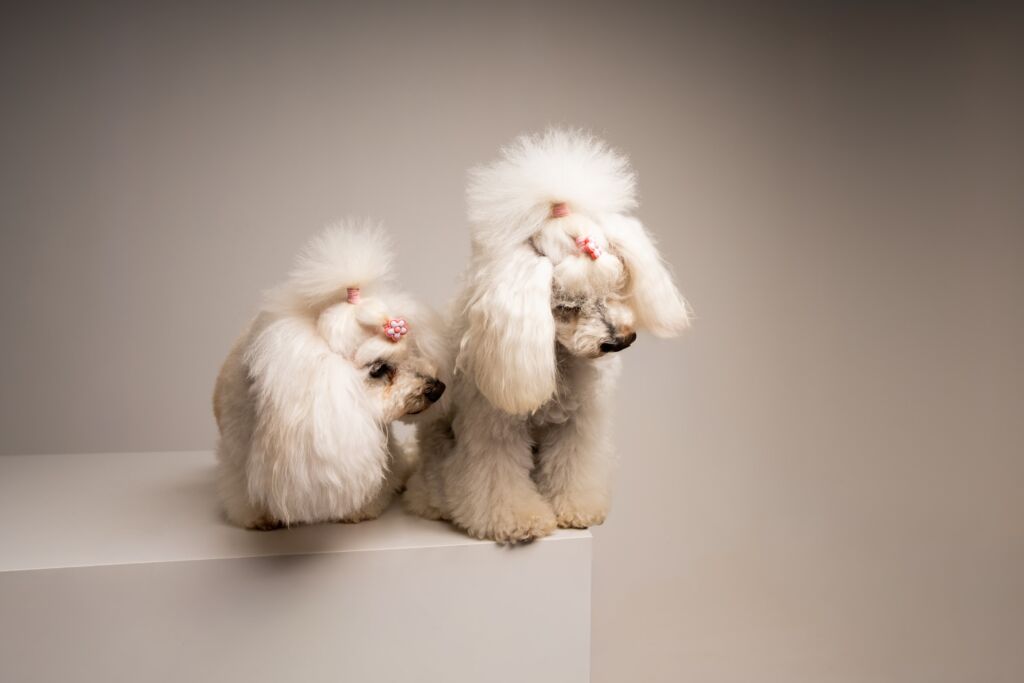 Poodle Grace e Lady