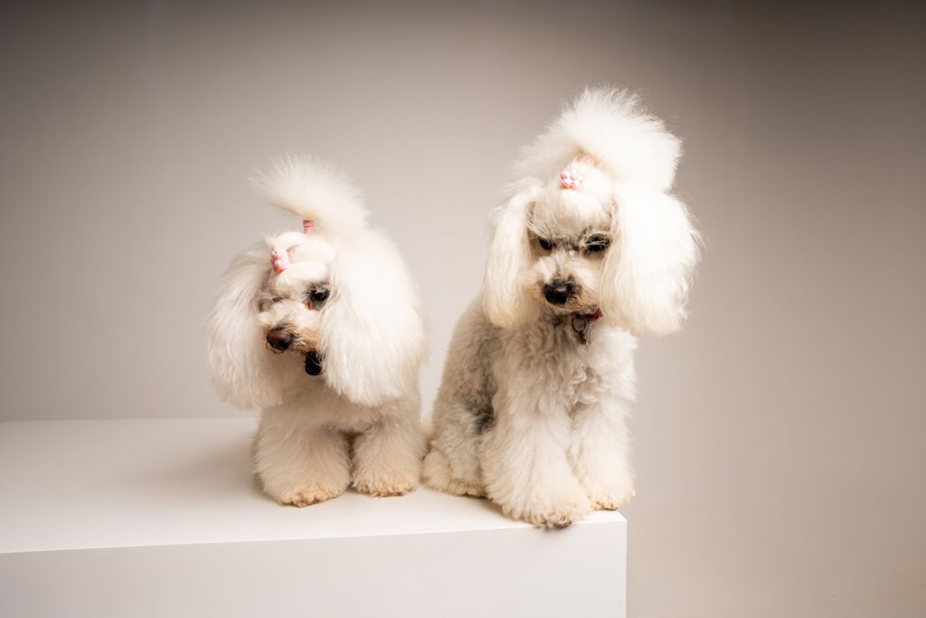 Poodle Grace e Lady