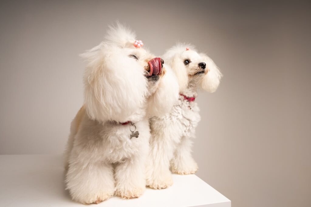 Poodle Grace e Lady