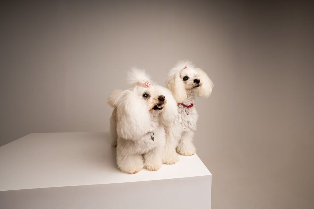 Poodle Grace e Lady