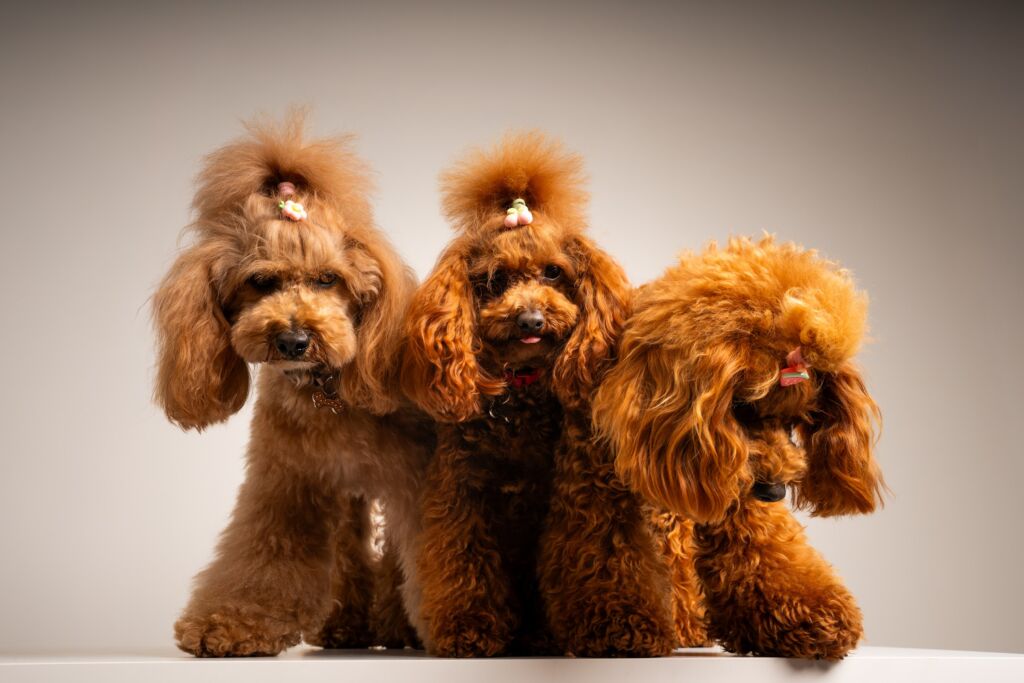 Poodle Honey e Joly e Süss