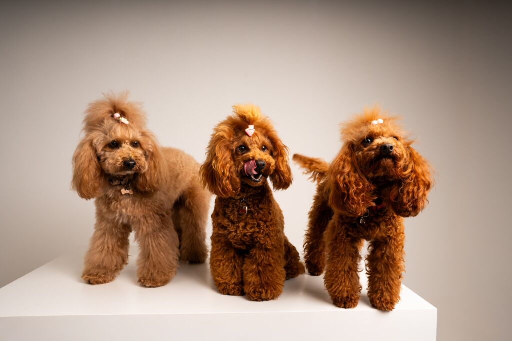 Poodle Honey e Joly e Süss