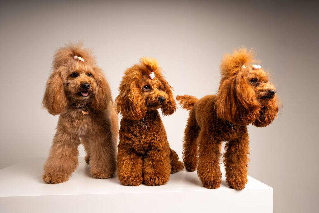 Poodle Honey e Joly e Süss