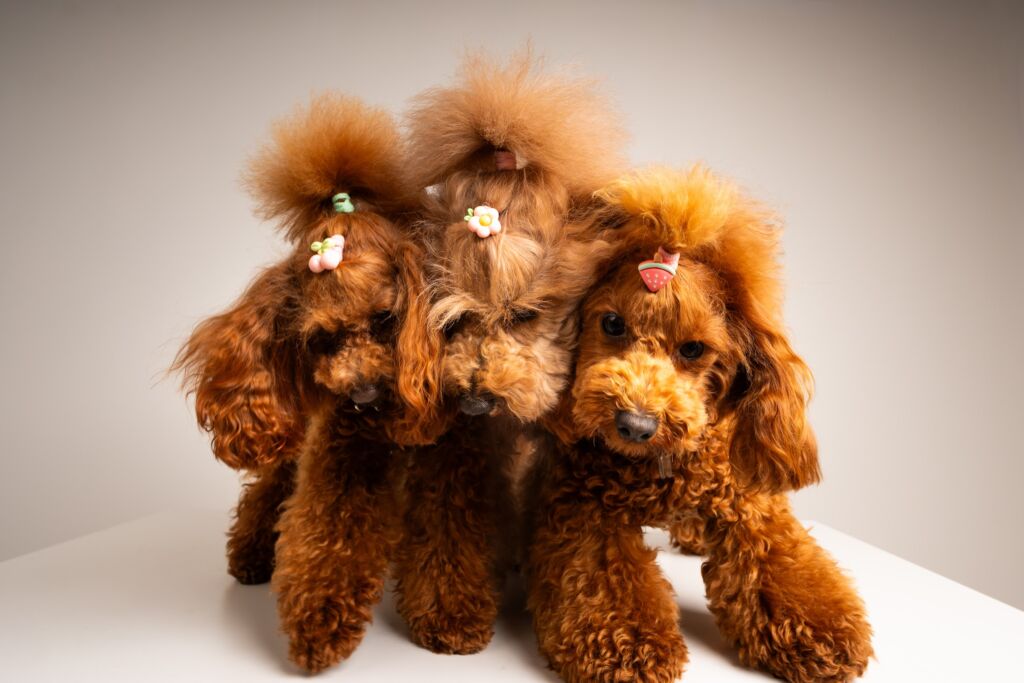 Poodle Honey e Joly e Süss