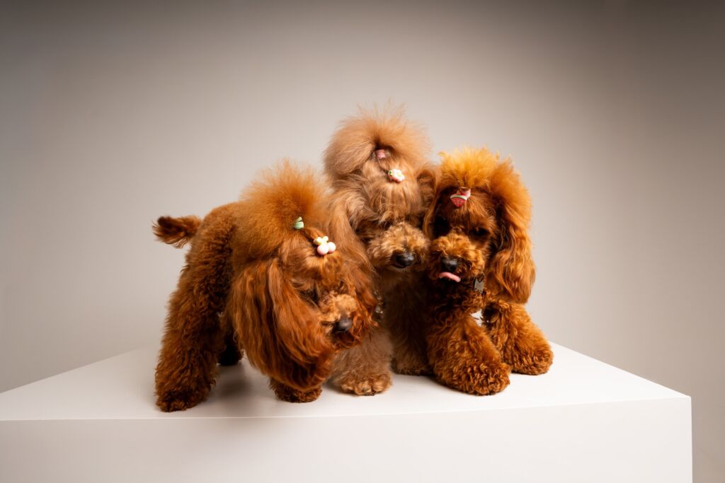 Poodle Honey e Joly e Süss
