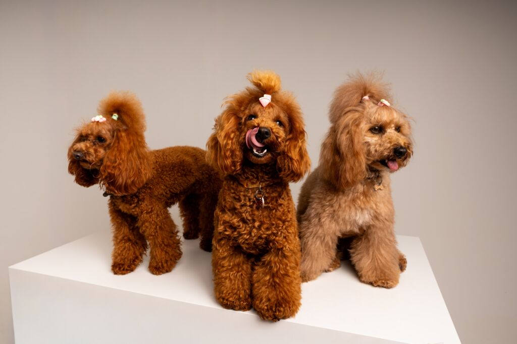 Poodle Honey e Joly e Süss