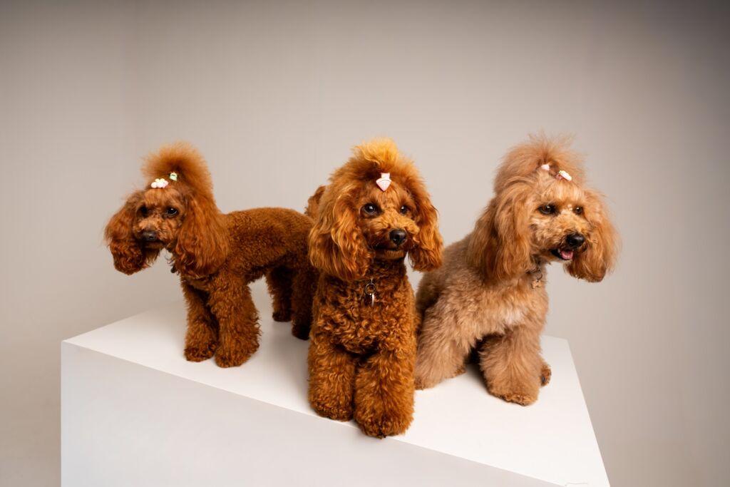 Poodle Honey e Joly e Süss