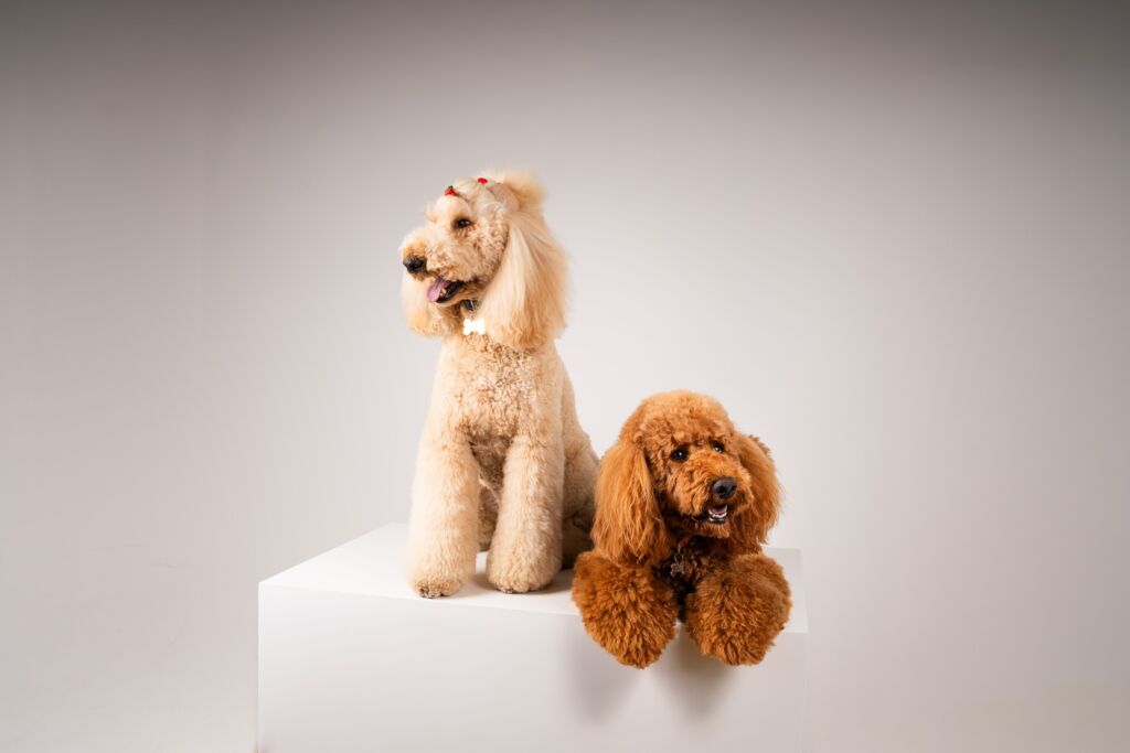 Poodle Joy e Loyal