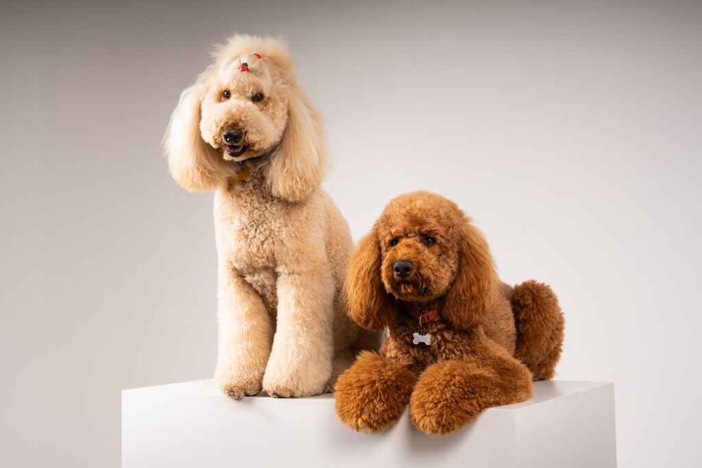 Poodle Joy e Loyal