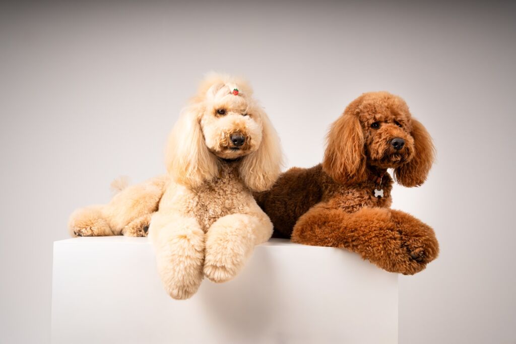 Poodle Joy e Loyal