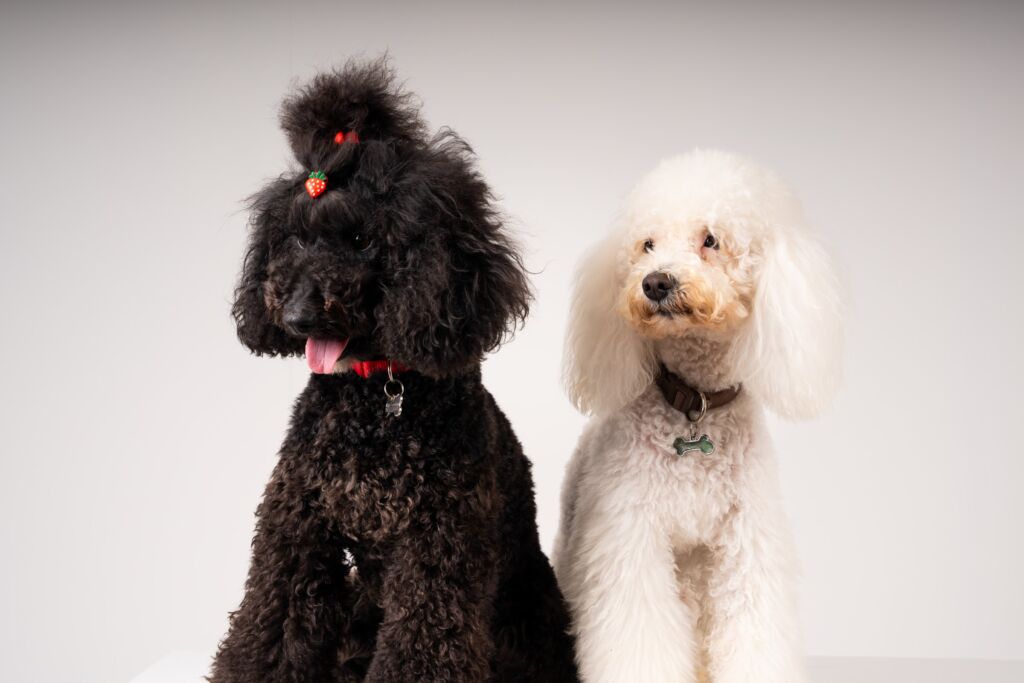 Poodle Malu e Snow