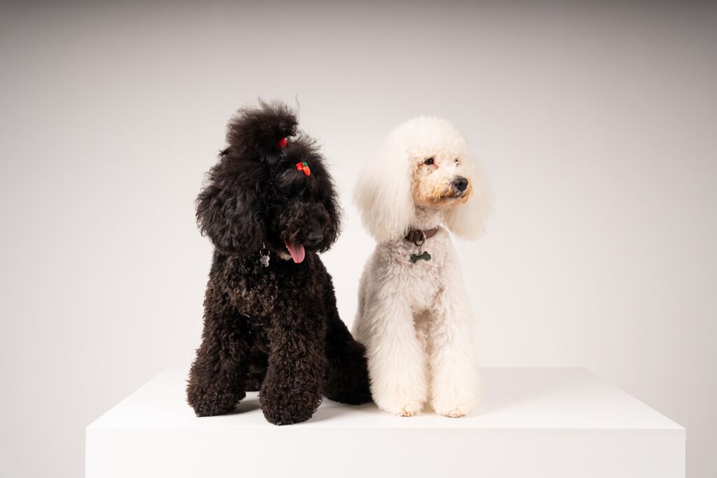 Poodle Malu e Snow
