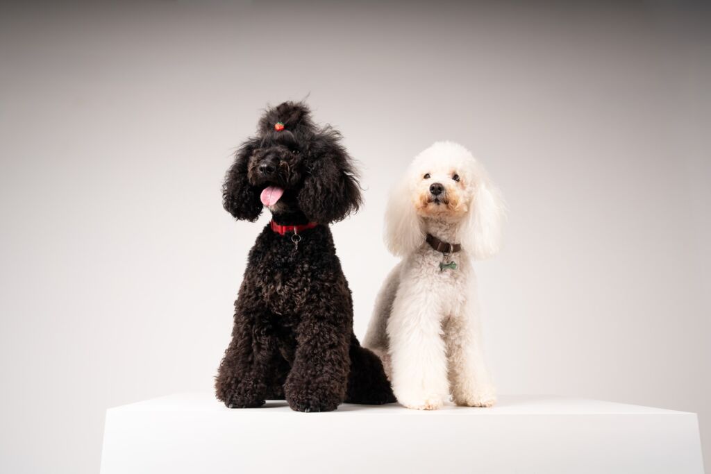 Poodle Malu e Snow
