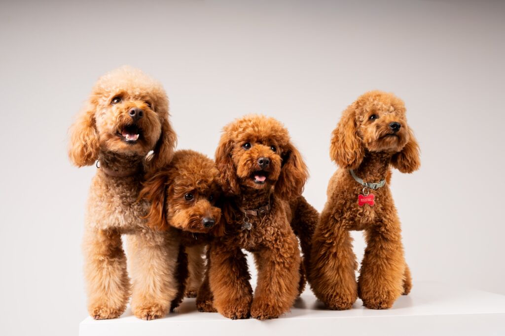 Poodle Red e Rojo e Teddy e Toy