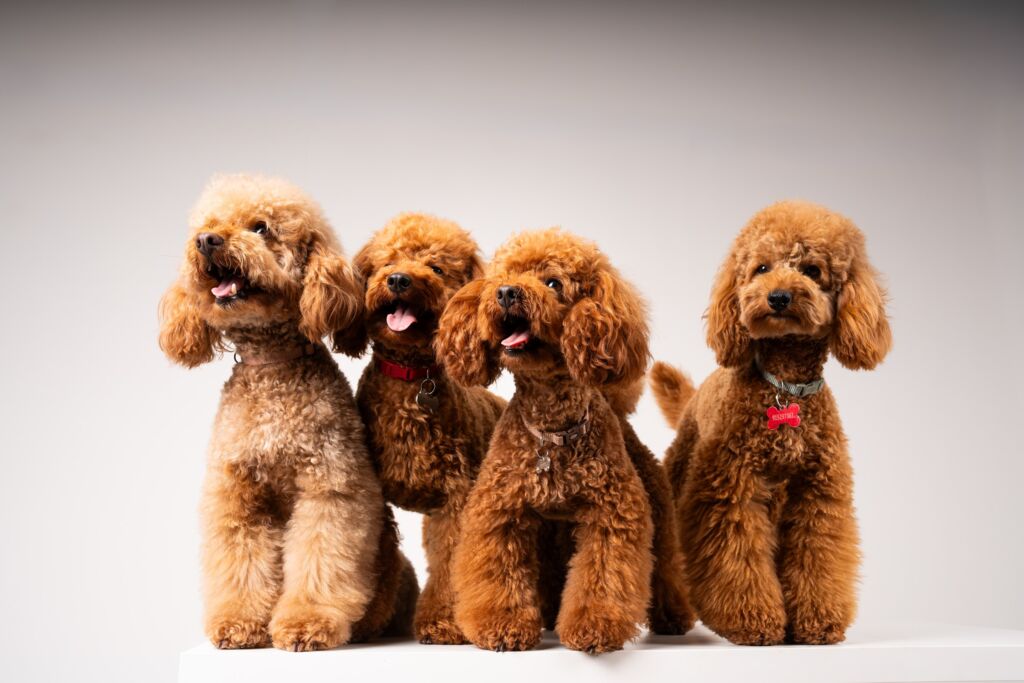 Poodle Red e Rojo e Teddy e Toy