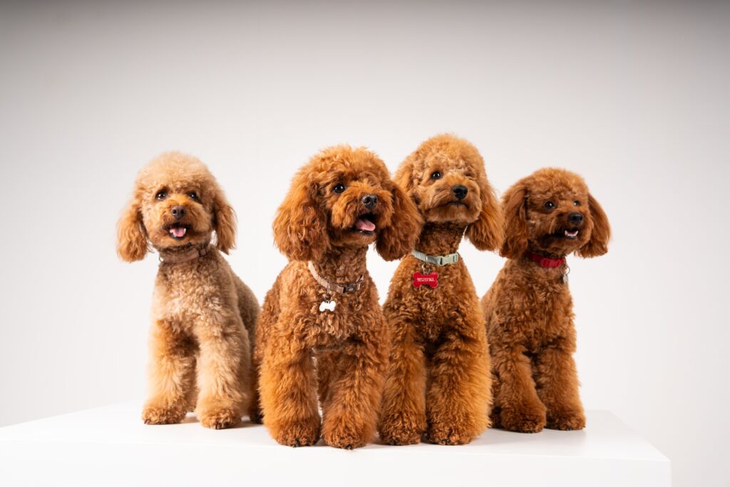 Poodle Red e Rojo e Teddy e Toy